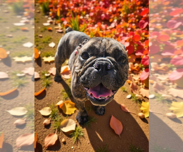 Medium Photo #3 French Bulldog Puppy For Sale in McKinney, TX, USA