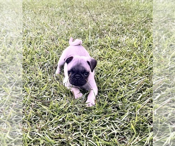 Medium Photo #3 Pug Puppy For Sale in MOSELLE, MS, USA