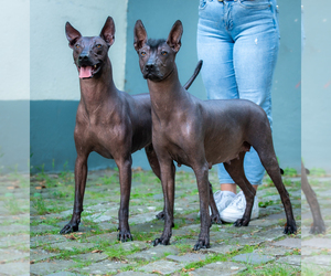 Mother of the Xoloitzcuintli (Mexican Hairless) puppies born on 09/14/2023