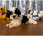 Small #31 Morkie