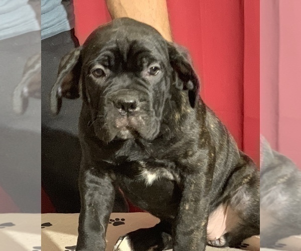 Medium Photo #187 Cane Corso Puppy For Sale in COTTAGE GROVE, OR, USA