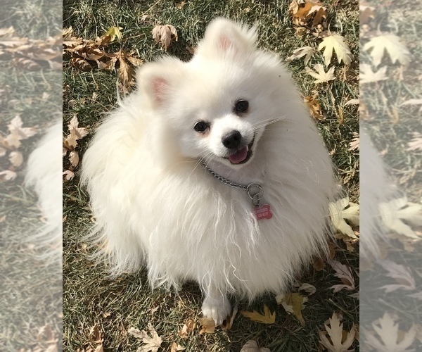 Medium Photo #1 Pomeranian Puppy For Sale in DENVER, CO, USA