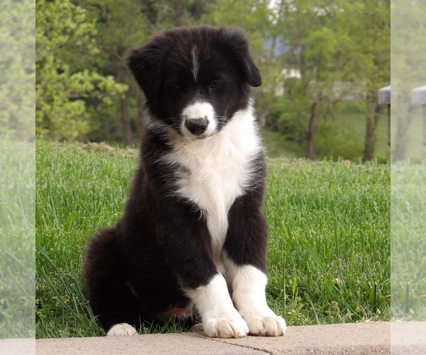 Medium Photo #8 Australian Shepherd Puppy For Sale in GLADE SPRING, VA, USA