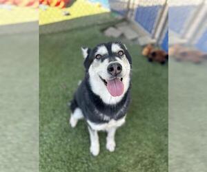 SKYLA - Female Siberian Husky Dog for Adoption - Photo #2