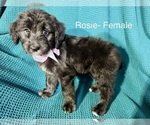 Small #7 Labradoodle-Miniature Australian Shepherd Mix