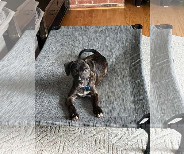 Medium Photo #5 Mutt Puppy For Sale in Plainfield, IL, USA