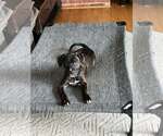 Small Photo #5 Mutt Puppy For Sale in Plainfield, IL, USA