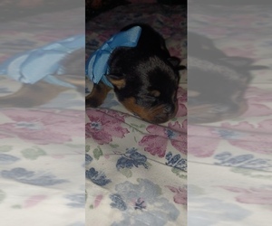 Rottweiler Puppy for sale in DRAPER, VA, USA