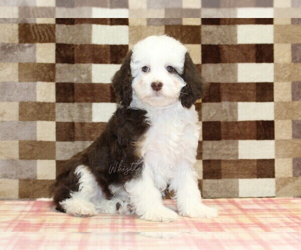 Medium Photo #4 Bernedoodle (Miniature) Puppy For Sale in DENVER, PA, USA