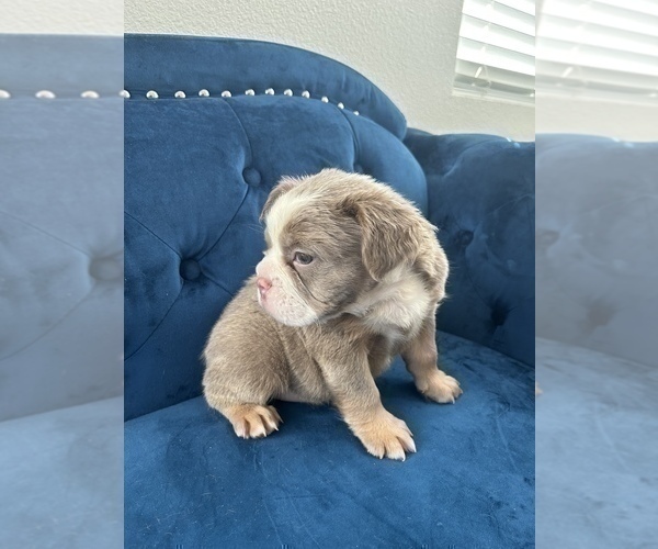 Medium Photo #27 English Bulldog Puppy For Sale in NORTH HAMPTON, NH, USA