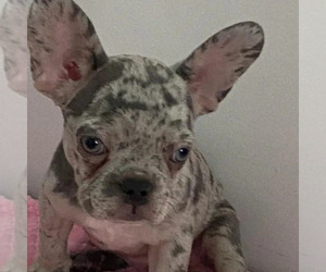 French Bulldog Puppy for sale in MIAMI, FL, USA