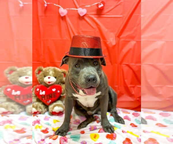 Medium Photo #6 Mutt Puppy For Sale in Pleasanton, TX, USA