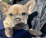 Puppy Ferna French Bulldog