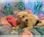 Small Photo #12 Miniature Bernedoodle Puppy For Sale in LEETONIA, OH, USA