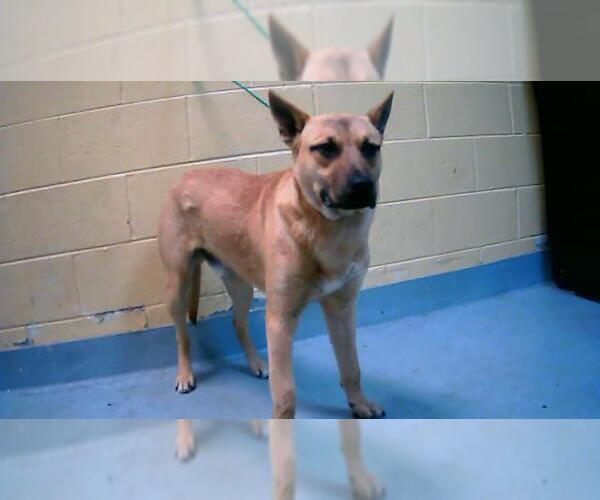 Medium Photo #1 German Shepherd Dog-Unknown Mix Puppy For Sale in Tulsa, OK, USA