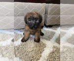 Small Photo #6 Soft Coated Wheaten Terrier Puppy For Sale in RICHMOND, IL, USA