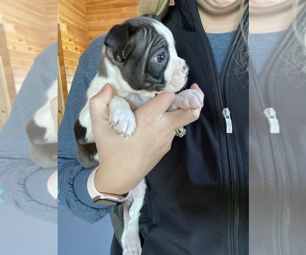 Medium Photo #1 Boston Terrier Puppy For Sale in HORSE CAVE, KY, USA