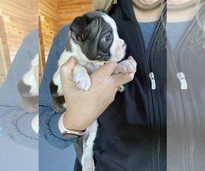 Boston Terrier Puppy for sale in HORSE CAVE, KY, USA