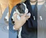 Small Photo #1 Boston Terrier Puppy For Sale in HORSE CAVE, KY, USA