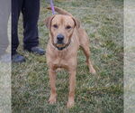 Small #3 Labrador Retriever-Rhodesian Ridgeback Mix
