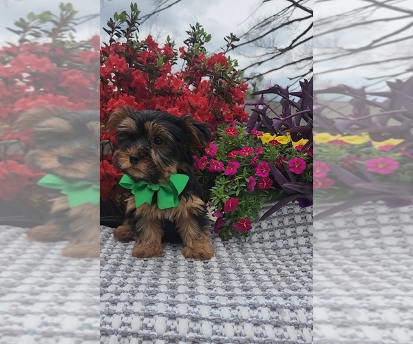 Medium Photo #3 Yorkshire Terrier Puppy For Sale in INDIANAPOLIS, IN, USA