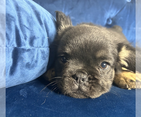 Medium Photo #25 French Bulldog Puppy For Sale in ATLANTA, GA, USA