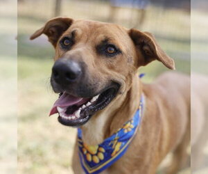 Black Mouth Cur-Unknown Mix Dogs for adoption in San Antonio, TX, USA