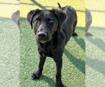 Small Photo #2 Collie-Retriever  Mix Puppy For Sale in NEWPORT NH, NH, USA