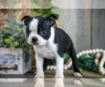 Small Photo #13 Boston Terrier Puppy For Sale in MILLERSBURG, OH, USA