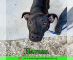 Small #6 Labrador Retriever Mix