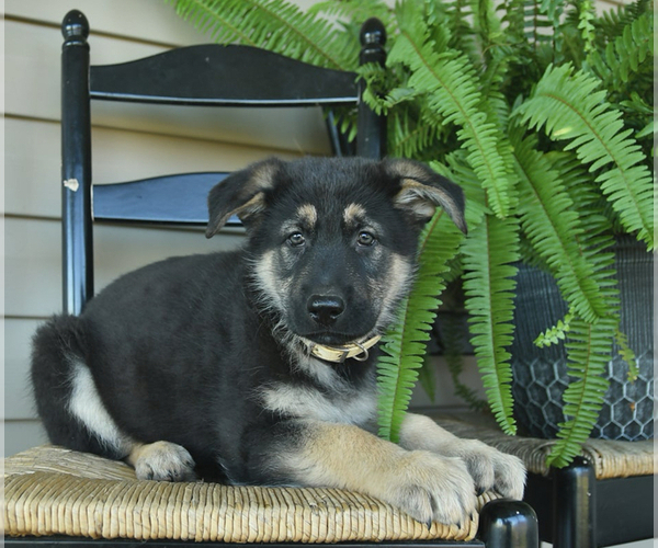 Medium Photo #4 German Shepherd Dog Puppy For Sale in DAVENPORT, FL, USA