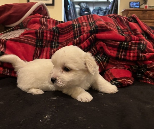 Medium Photo #28 Coton de Tulear Puppy For Sale in BIG RAPIDS, MI, USA
