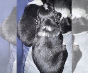 Australian Shepherd Puppy for sale in PHOENIX, AZ, USA