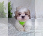 Small #1 Shih Tzu