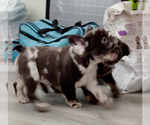 Small #2 French Bulldog
