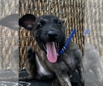 Small #10 Dutch Shepherd Dog