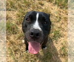 Small #2 American Pit Bull Terrier Mix