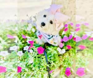 Cockapoo Puppy for sale in BLUE SPRINGS, MO, USA