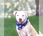 Small Photo #2 Mutt Puppy For Sale in Unionville, PA, USA
