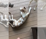Small #1 Great Dane