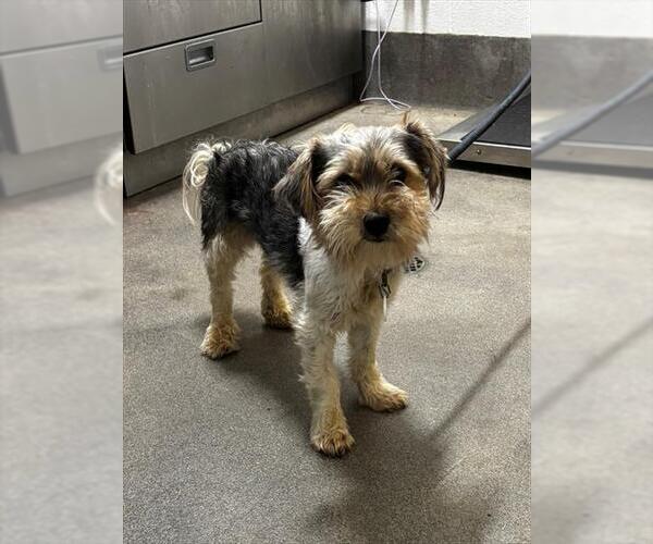 Medium Photo #1 Cairn Terrier-Unknown Mix Puppy For Sale in Forestville, MD, USA