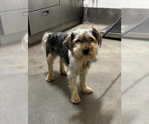 Cairn Terrier-Unknown Mix Dogs for adoption in Forestville, MD, USA
