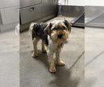 SHUGG - Male Cairn Terrier-Unknown Mix Dog for Adoption - Small photo