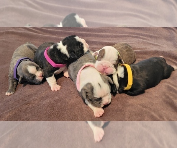 Medium Photo #1 Olde English Bulldogge Puppy For Sale in ATHOL, ID, USA