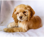 Litter of 3 - Female Cocker SpanielLitter of Puppies for Sale - Small photo