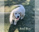 Small Photo #8 English Cream Golden Retriever Puppy For Sale in CHESTERFIELD, MI, USA