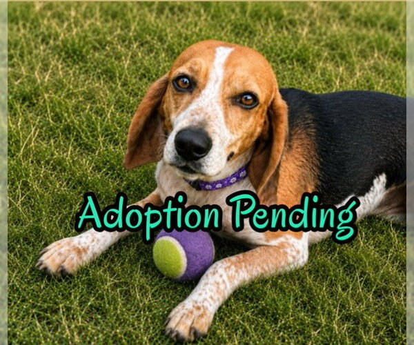 Medium Photo #1 Beagle Puppy For Sale in Dunnellon, FL, USA