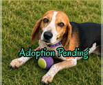 Small Beagle