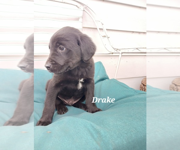 Medium Photo #10 English Cream Golden Retriever-Newfoundland Mix Puppy For Sale in SHEBOYGAN FALLS, WI, USA