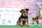 Small Photo #5 Yorkshire Terrier Puppy For Sale in BEL AIR, MD, USA